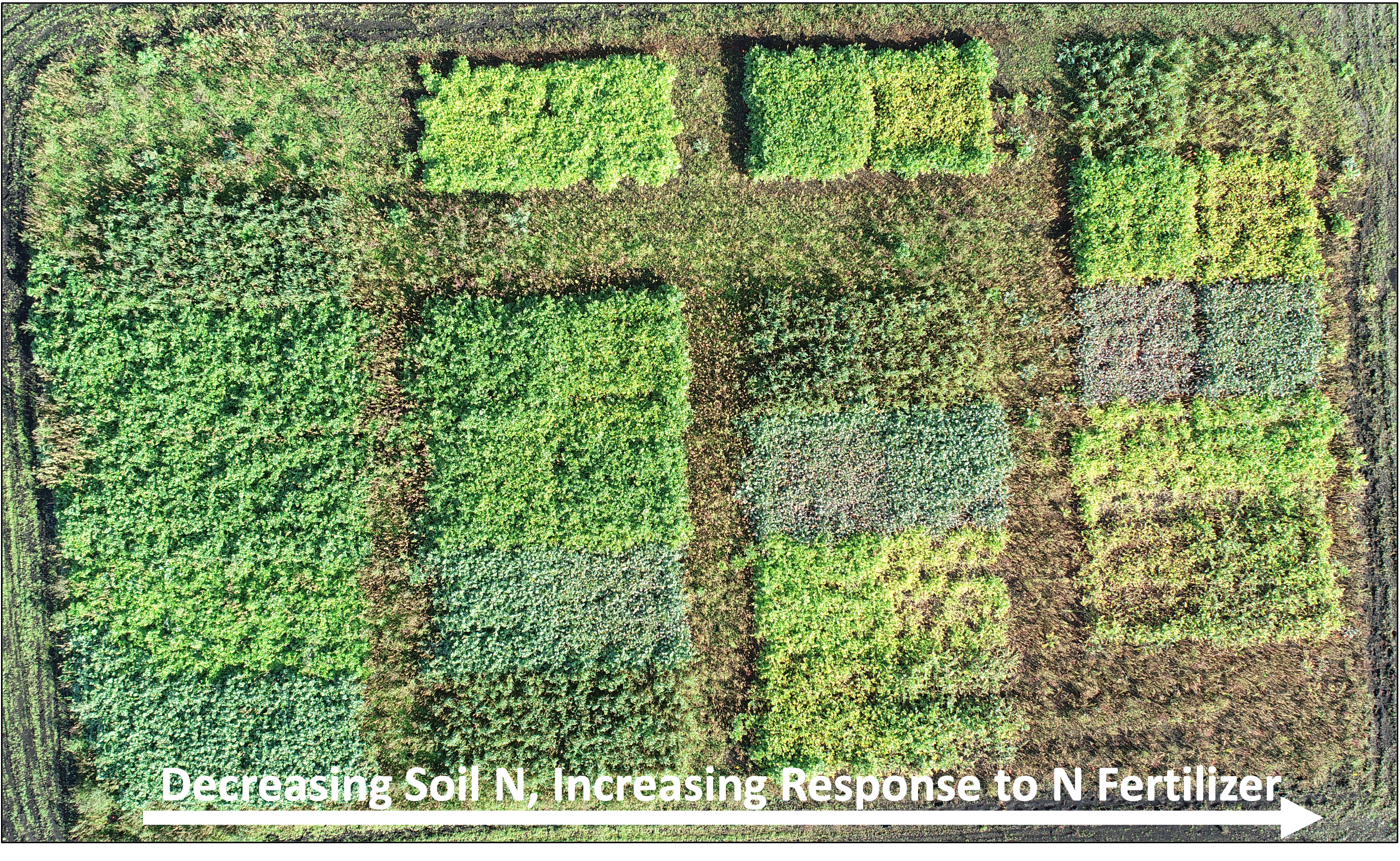 An aerial view of cover crops and their response to nitrogen fertilizer.